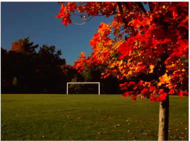 Photograph of a field with a tree with red leaves and a soccer net