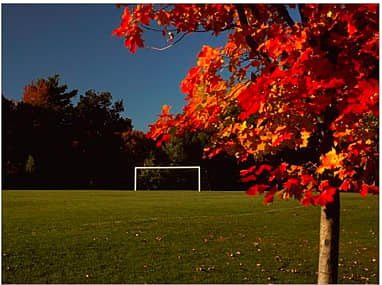 Photograph of a field with a tree with red leaves and a soccer net